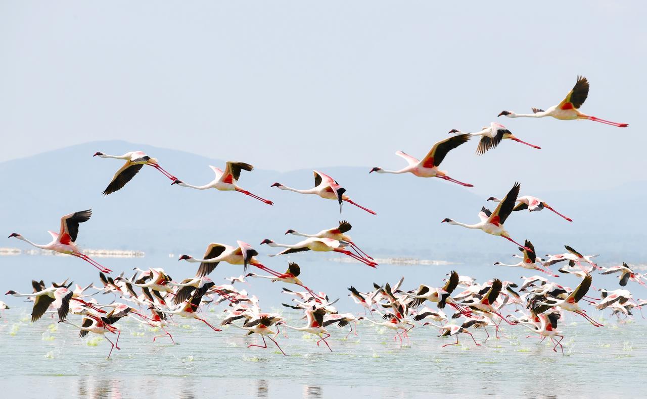 Mbweha Camp Lake Nakuru Elmenteita Dış mekan fotoğraf