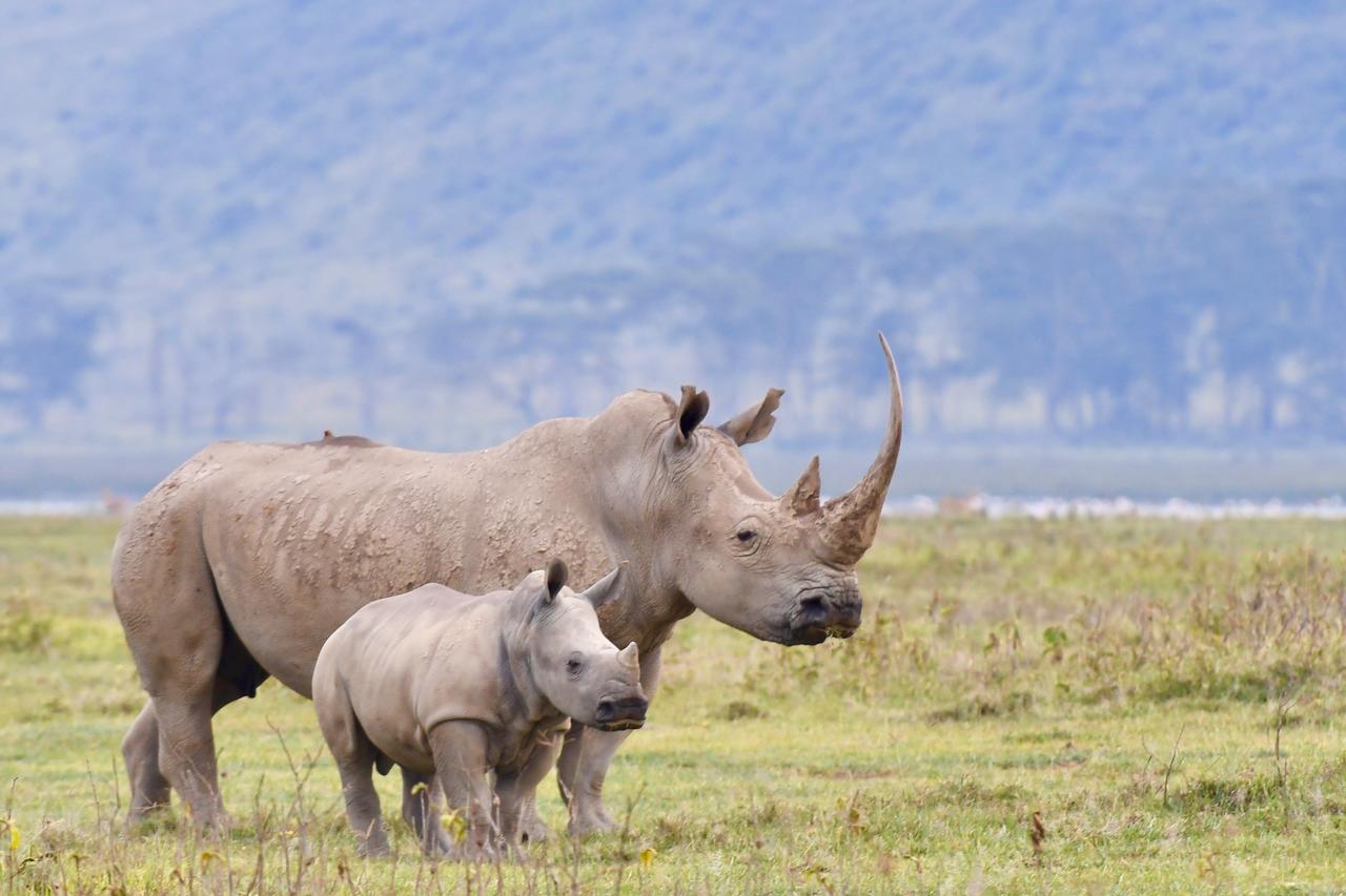 Mbweha Camp Lake Nakuru Elmenteita Dış mekan fotoğraf