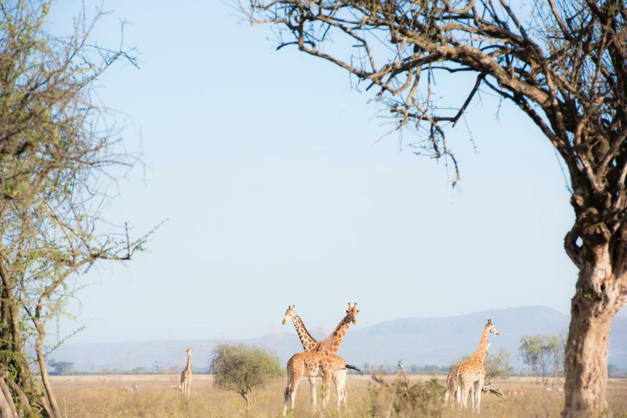 Mbweha Camp Lake Nakuru Elmenteita Dış mekan fotoğraf